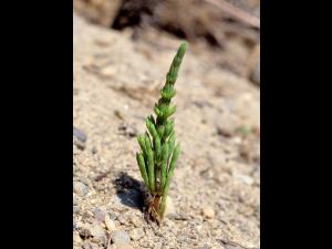 Prêle champs (Equisetum arvense)_6