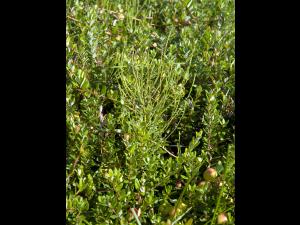 Prêle champs (Equisetum arvense)_20