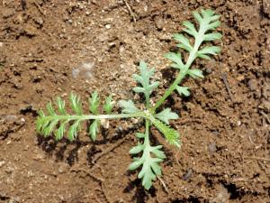 Achillée millefeuille(Achillea millefolium)_2