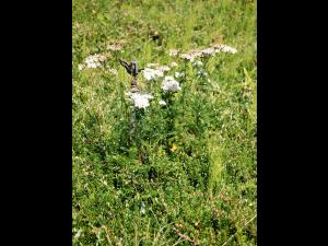 Achillée millefeuille(Achillea millefolium)_8
