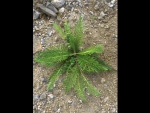 Achillée millefeuille(Achillea millefolium)_14