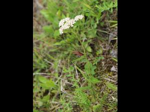 Achillée millefeuille(Achillea millefolium)_23