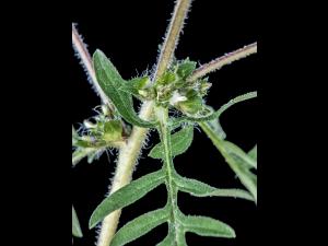 Petite herbe à poux (Ambrosia artemisiifolia)_1