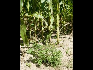 Petite herbe à poux (Ambrosia artemisiifolia)_5