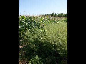 Petite herbe à poux (Ambrosia artemisiifolia)_9