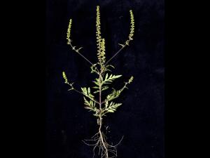 Petite herbe à poux (Ambrosia artemisiifolia)_17