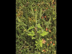 Petite herbe à poux (Ambrosia artemisiifolia)_27