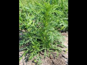 Armoise bisannuelle(Artemisia biennis)_6