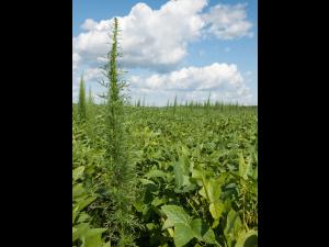 Armoise bisannuelle(Artemisia biennis)_8