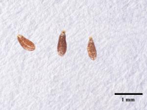 Armoise bisannuelle(Artemisia biennis)_13