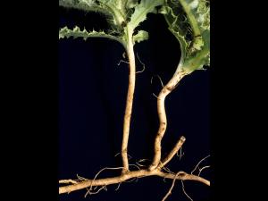 Chardon champs(Cirsium arvense)_6