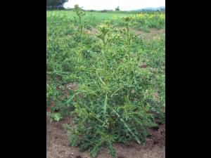 Chardon champs(Cirsium arvense)_7