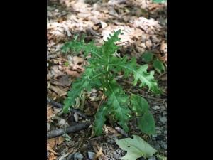 Chardon champs(Cirsium arvense)_17