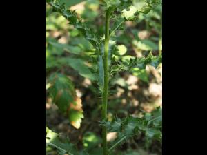 Chardon champs(Cirsium arvense)_18