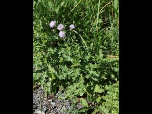 Chardon champs(Cirsium arvense)_19
