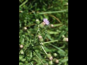 Chardon champs(Cirsium arvense)_20