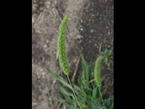 Sétaire géante (Setaria faber)_18