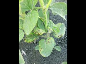 Soya - carfentrazone ethyle (14)_3