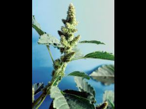 Amarante à racine rouge(Amaranthus retroflexus)_5