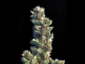 Amarante à racine rouge(Amaranthus retroflexus)_9