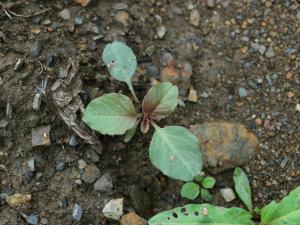 Amarante à racine rouge(Amaranthus retroflexus)_15
