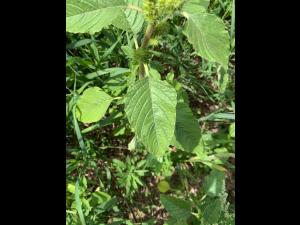 Amarante à racine rouge(Amaranthus retroflexus)_18