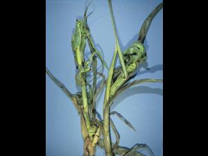 Maïs grain et fourrager - dicamba (4)_5