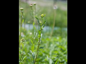 Marguerite blanche (Leucanthemum vulgare)_8
