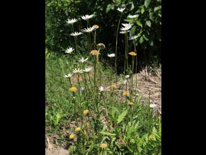 Marguerite blanche (Leucanthemum vulgare)_16