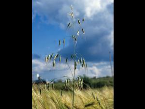 Folle avoine (Avena fatua)_6