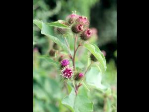 Petite bardane (Arctium minus)_5