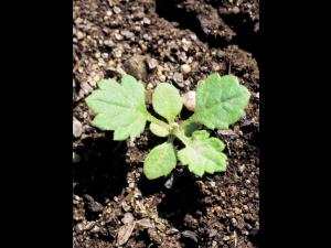 Armoise vulgaire(Artemisia vulgaris)_1