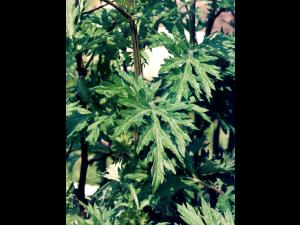 Armoise vulgaire(Artemisia vulgaris)_3
