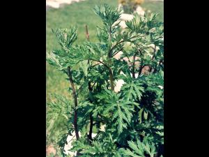 Armoise vulgaire(Artemisia vulgaris)_5