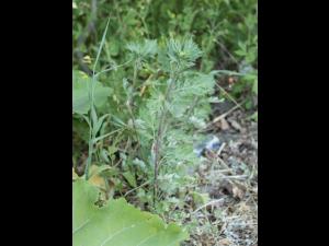 Armoise vulgaire(Artemisia vulgaris)_11