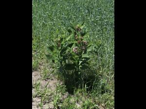 Asclépiade commune (Asclepias syriaca)_22