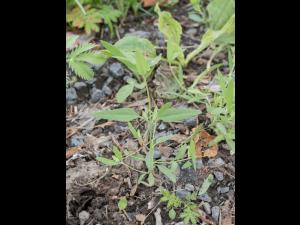 Arroche étalée(Atriplex patula)_11