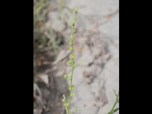 Arroche étalée(Atriplex patula)_16
