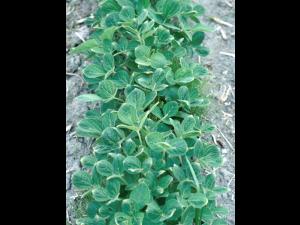 Soya - dicamba (4)_7