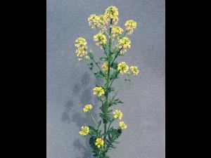 Barbarée vulgaire(Barbarea vulgaris)_5