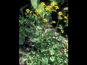 Barbarée vulgaire(Barbarea vulgaris)_7