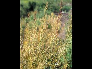 Barbarée vulgaire(Barbarea vulgaris)_10