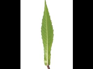 Bident penché(Bidens cernua)_6