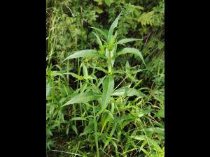 Bident penché(Bidens cernua)_18