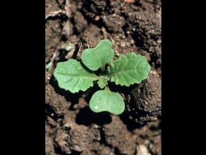 Moutarde oiseaux (Brassica rapa)_1