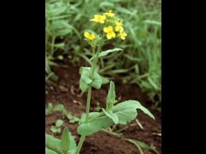 Moutarde oiseaux (Brassica rapa)_6