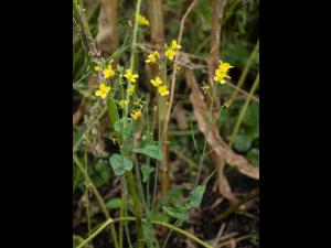 Moutarde oiseaux (Brassica rapa)_14