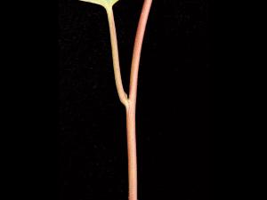 Liseron haies (Calystegia sepium)_11