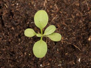 Bourse pasteur(Capsella bursa-pastoris)_13