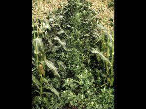 Chénopode blanc(Chenopodium album)_17